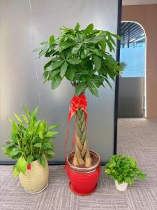 店里沒生意怎么招財  店門前擺放植物招財化煞