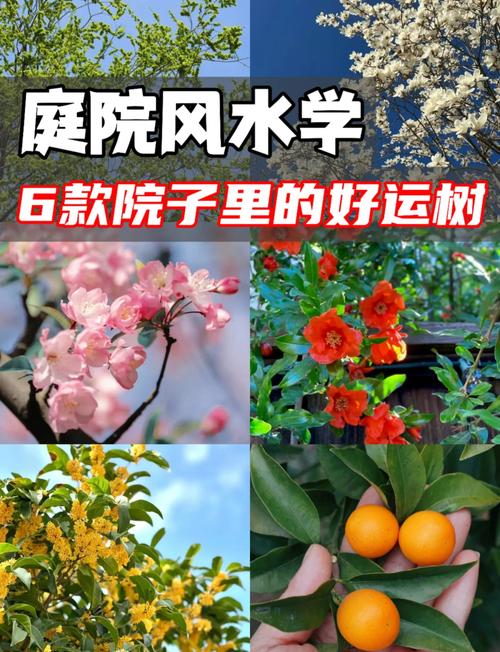 房前屋后種哪些樹能讓風水變好？