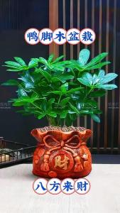 招財樹擺件的擺放位置  對角位旺事業