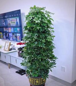 八方來財樹怎么養 八方來財夏天可以暴曬嗎