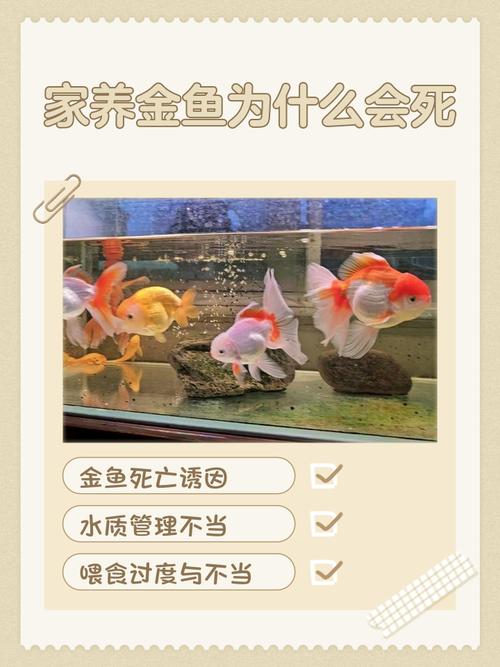 家居金魚的相關知識