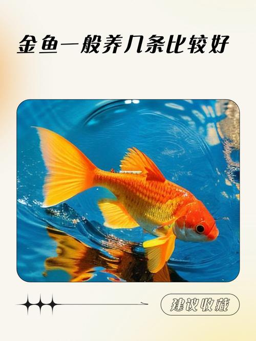 辦公室養幾條魚最招財 辦公室養金魚養幾條風水最好
