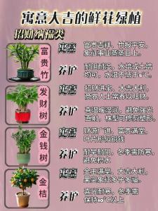 家居花的擺設風水講解