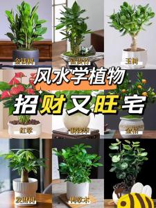 家居養(yǎng)花的風水有哪些呢