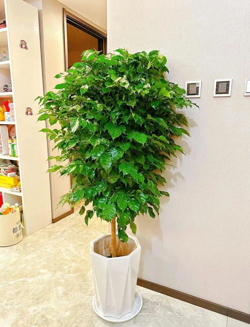 客廳植物怎么擺放