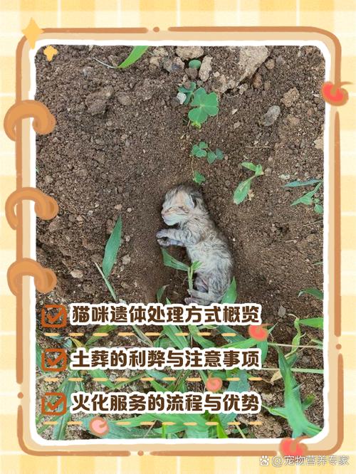 埋葬死貓的功德,貓死了為什么不能埋?