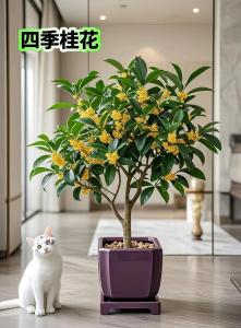 桂花樹的風(fēng)水禁忌,桂花養(yǎng)在家里風(fēng)水好嗎?