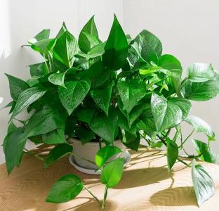 風水中臥室養什么植物