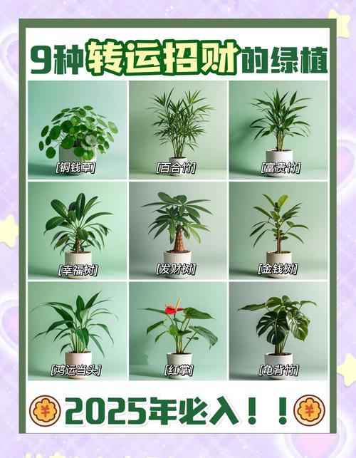 招財旺運的花卉植物  五大種類招財來