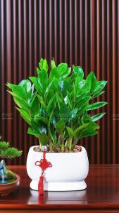 財務室擺什么植物招財  金錢樹財運亨通