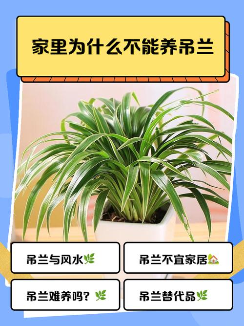 為什么吊蘭對(duì)風(fēng)水不好 養(yǎng)護(hù)有什么風(fēng)水禁忌