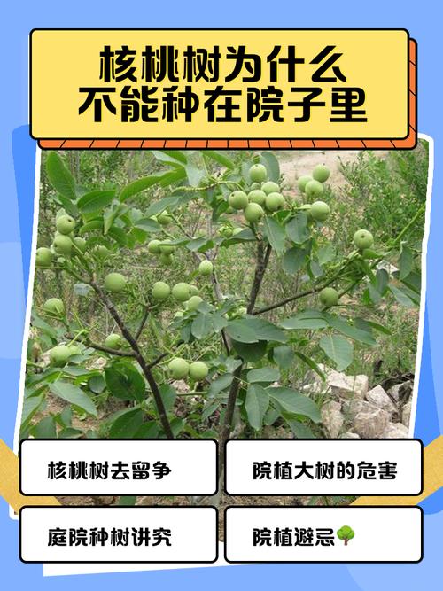 院里有核桃樹是吉是兇 種植有什么禁忌