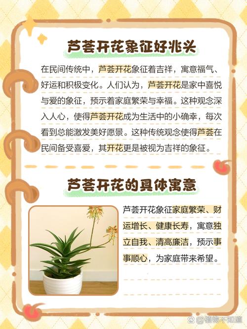 蘆薈開花預示著什么好兆頭 吉祥如意生活愉快