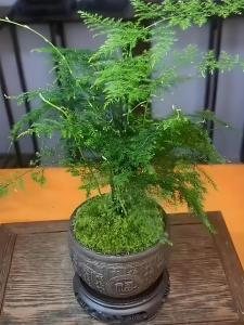 家里養文竹帶來災難是真的嗎 是吉是兇