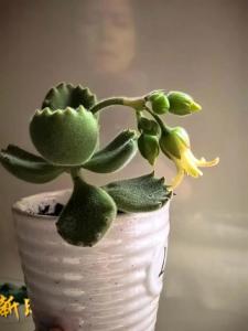 熊童子開花是好兆頭嗎 它的風水寓意