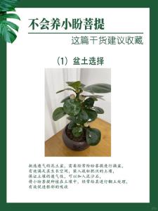 小盼菩提樹的風水作用 有什么禁忌
