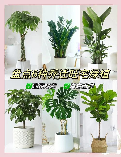 客廳擺放什么綠植最好 招財的盆景
