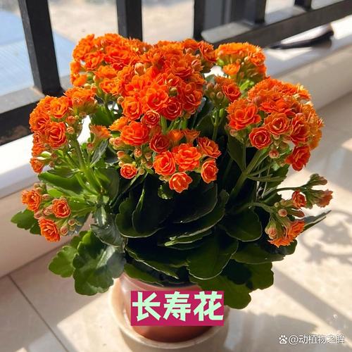 假花會(huì)導(dǎo)致破財(cái)嗎？會(huì)危害婚姻運(yùn)勢(shì)嗎？