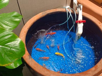 招財魚缸放在哪 風水魚都有哪些品種