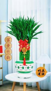 店鋪門(mén)口擺放什么植物招財(cái) 富貴竹怎么水養(yǎng)才旺盛