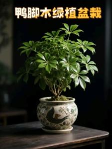 空調上放什么植物招財