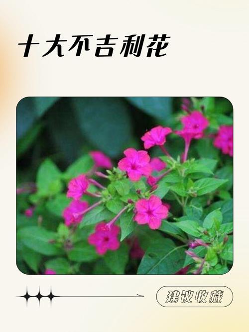 十大不吉利花,十種不吉利的花是什么?