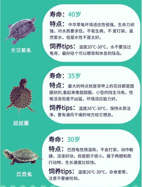 養(yǎng)龜養(yǎng)幾只吉利,烏龜養(yǎng)幾只比較吉利?