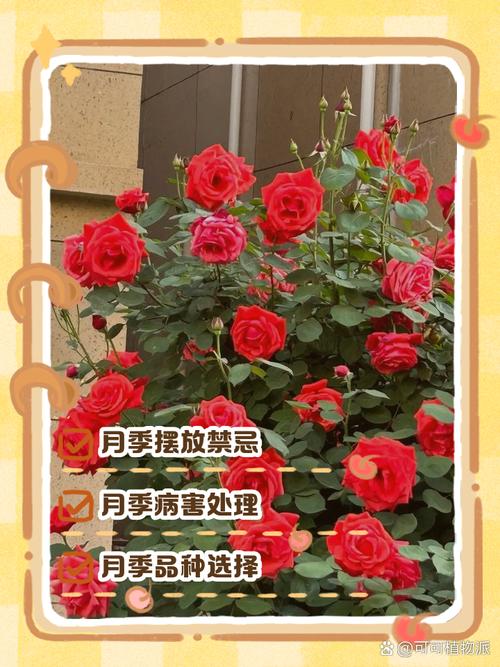 家中養月季花風水好嗎 月季的風水禁忌有哪些