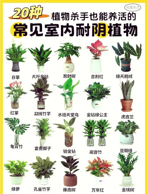 適合放在門口最好的擋煞植物有哪些