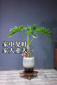 春羽的風水寓意,請問這是什么植物?