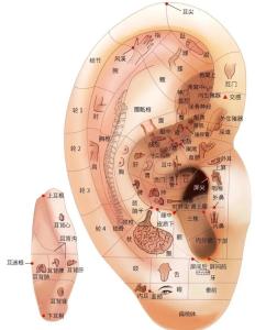 耳根在哪個位置,耳根穴在哪個地方