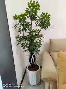 鵝掌柴風水擺放三不要是什么