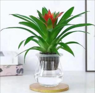 7種象征吉祥好運(yùn)的花,7種象征吉祥好運(yùn)的花有什么?