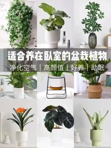 臥室擺設什么綠植最好呢