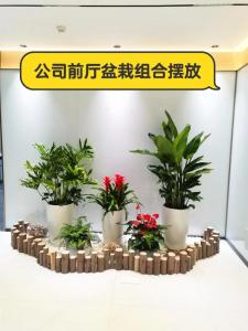 2020公司前臺植物擺放風水，前臺風水禁忌