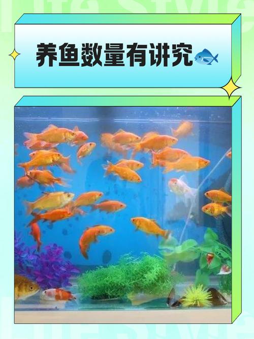 養魚的數量多少為宜