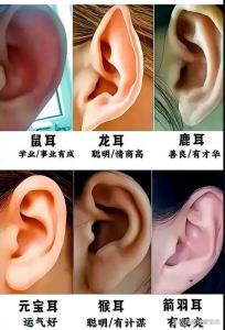 耳朵富貴相圖片有福氣 耳相尖挺常富貴盈門(mén)
