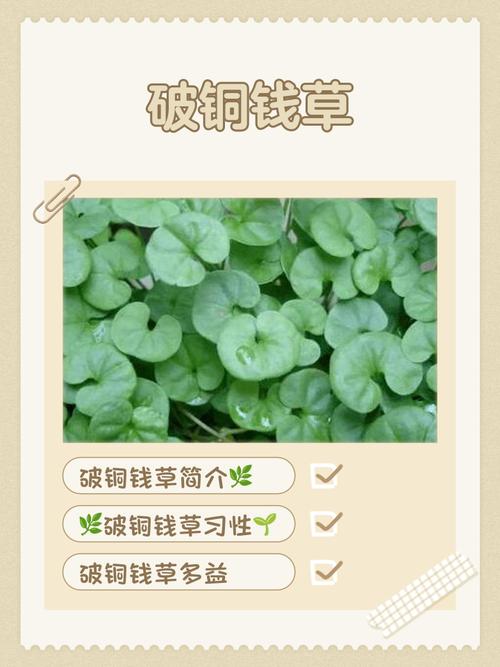 銅錢草的風水作用,銅錢草的風水作用有哪些