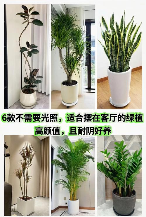 臥室可以放什么植物,客廳和臥室里分別適合放置什么樣的植物最好?