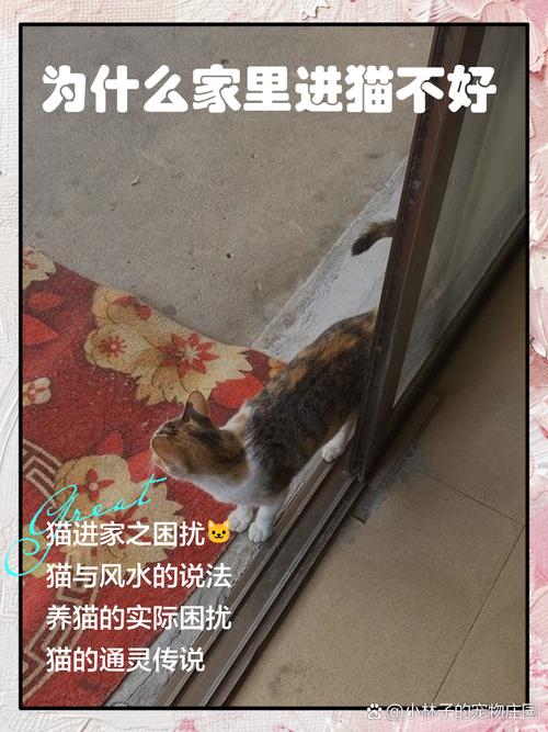 小貓上門是吉還是禍,有貓突然來家里,是什么意思