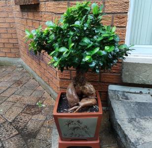 榕樹放在家里的什么位置最好,榕樹盆景能放室內(nèi)嗎