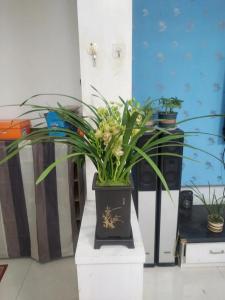 蘭花擺放哪里招財,蘭花放在家里什么位置好