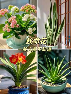 什么花放在臥室可以凈化空氣 生機勃勃觀賞兼備