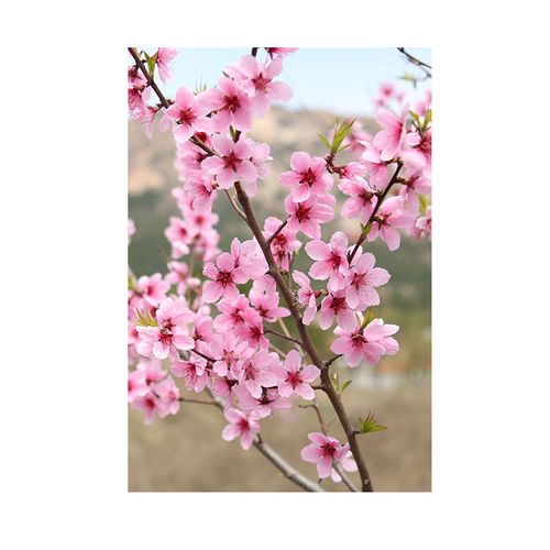 臥室桃花風(fēng)水