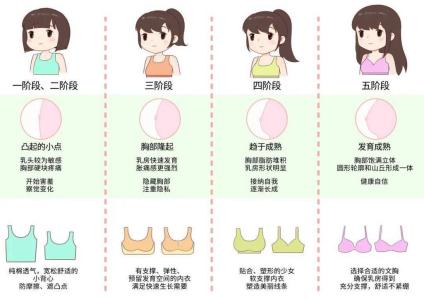 乳房形態(tài)看女人的一生