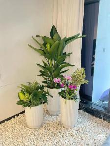 辦公室養什么花風水好