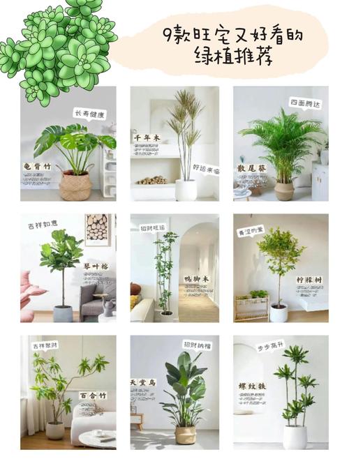 客廳其中植物的風(fēng)水如何看