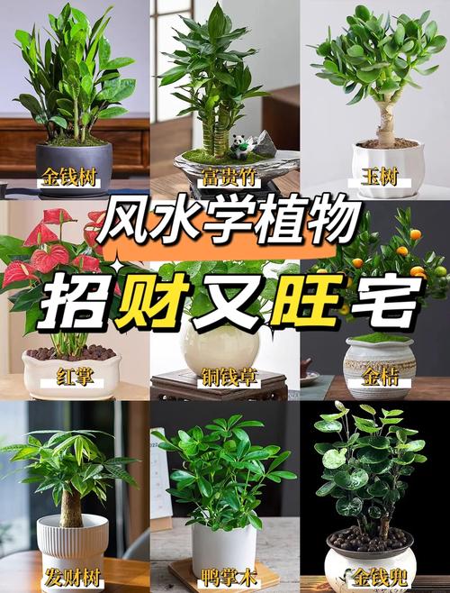 什么植物放客廳里大氣招財