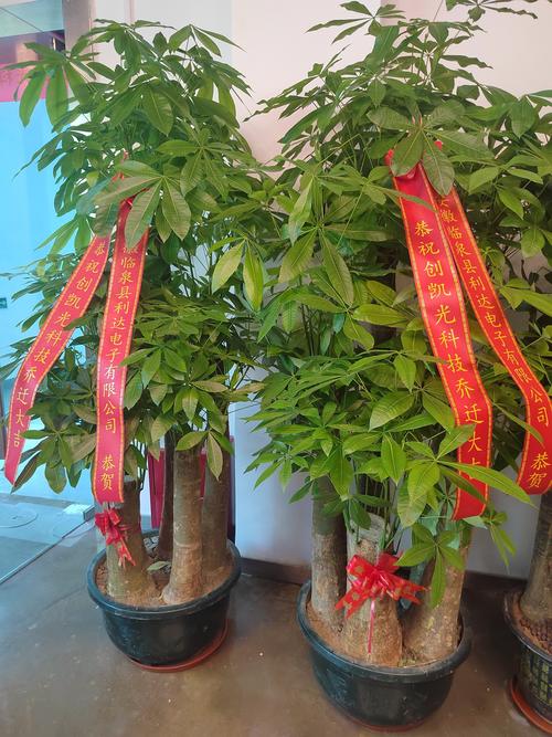 便利店財位擺什么植物,便利店招財樹怎么擺放呢