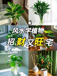 財位放什么植物好喜陰,適合放在客廳財位的植物都有哪些